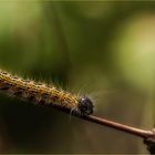 Phalera bucephala oder Mondfleck Mondvogel