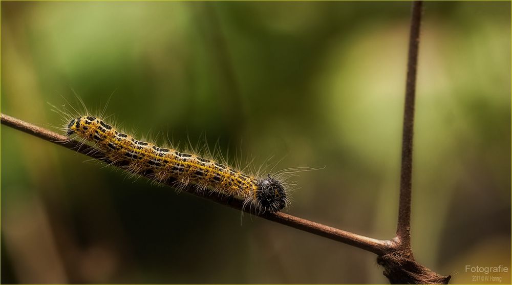 Phalera bucephala oder Mondfleck Mondvogel