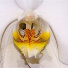 Phalinopsis die Größte