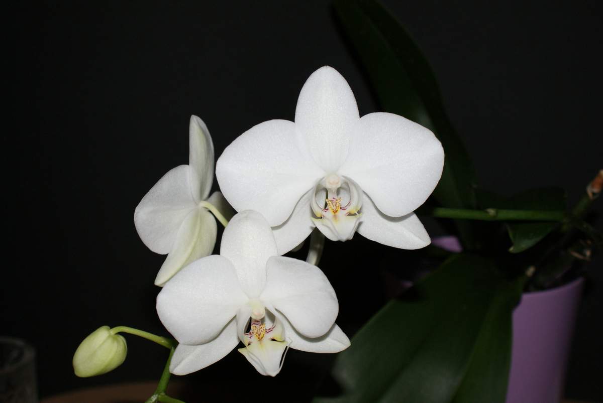 Phallenopsis weiß