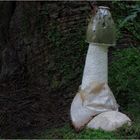 -phallus impudicus-