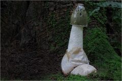 -phallus impudicus-