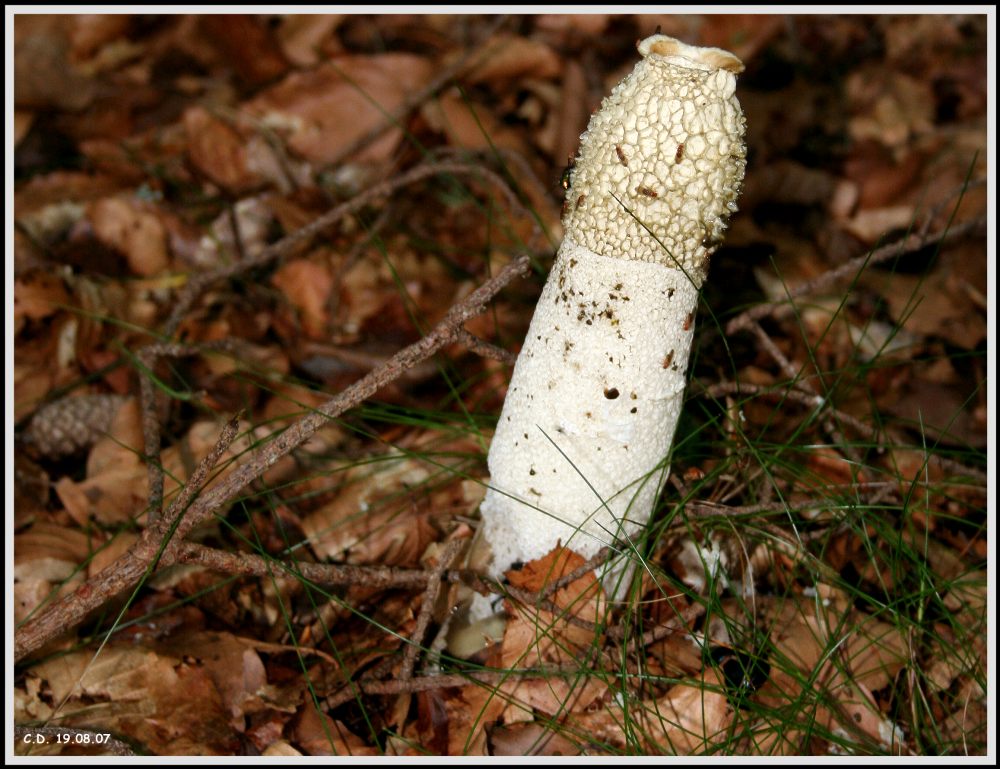 PHALLUS IMPUDICUS