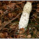 PHALLUS IMPUDICUS