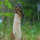 Phallus impudicus die Stinkmorchel