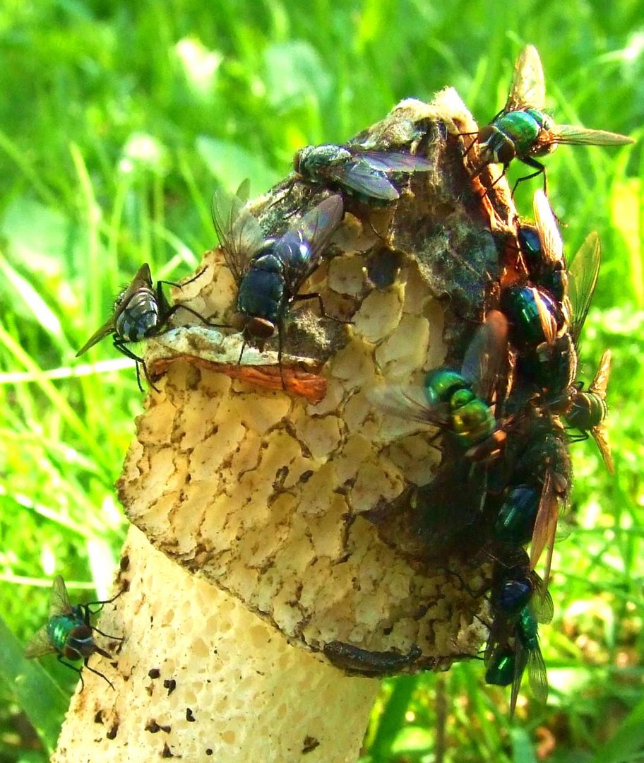 Phallus impudicus = "unzüchtiger Penis"