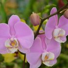 Phanelosis u orquideas Fanelosias lila