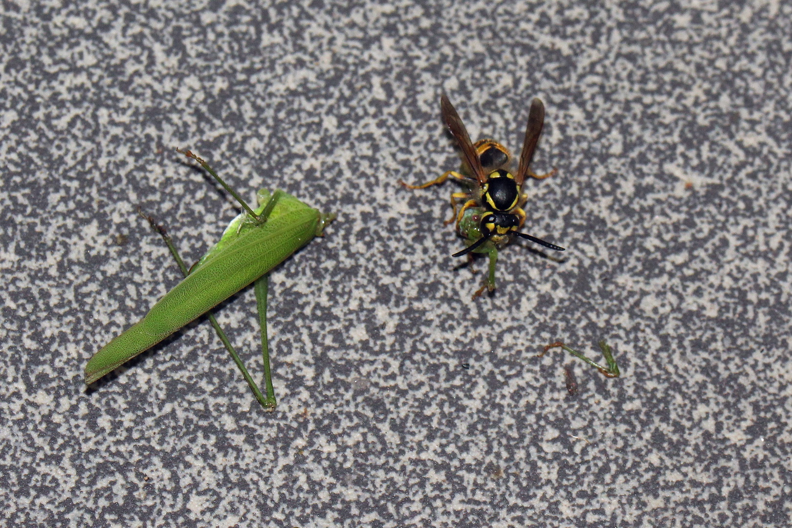 Phaneroptera falcata vs. Vespula vulgaris (I)