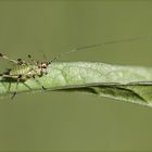 PHANEROPTERA NANA  nymph (Fieber, 1853 )