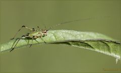 PHANEROPTERA NANA  nymph (Fieber, 1853 )