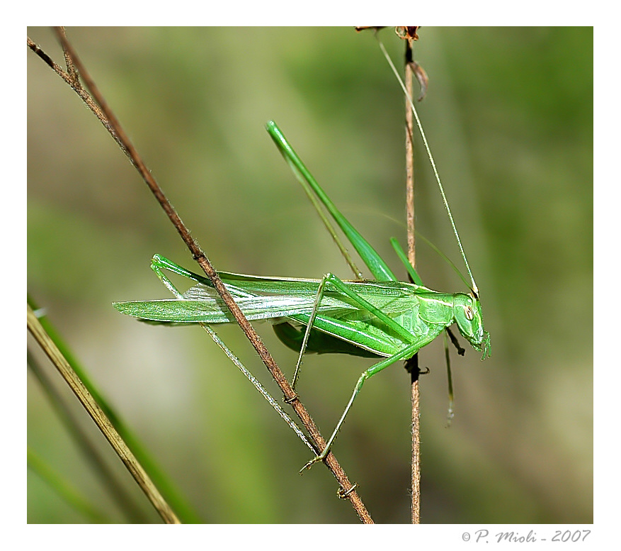 Phaneroptera sp.