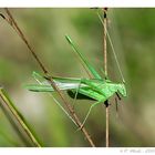 Phaneroptera sp.