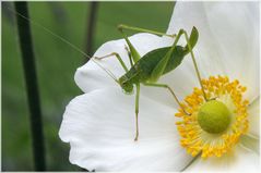 Phaneroptera sp.