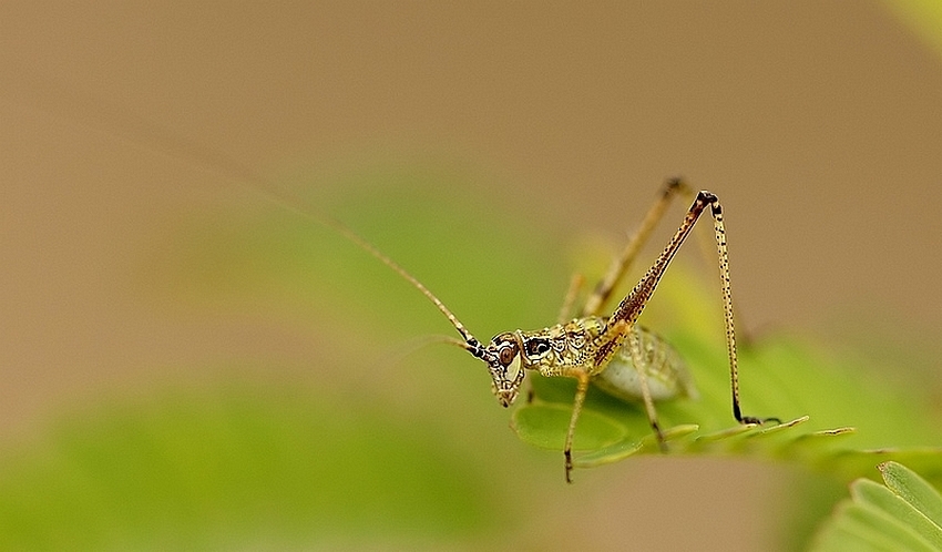 Phanéroptère