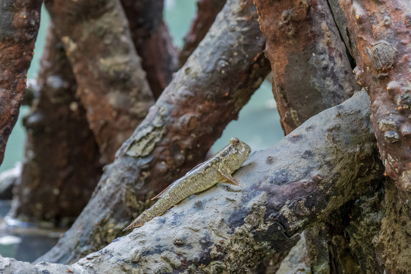 Phang Nga Bay 4