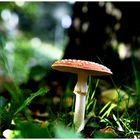 Natur