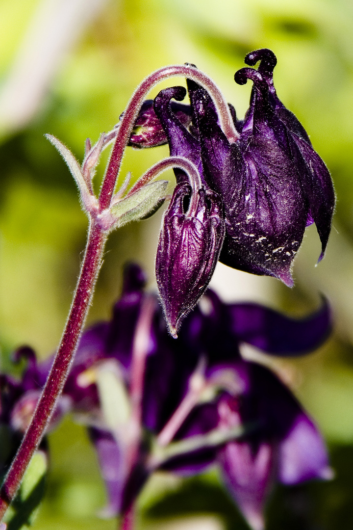 Phantastische Blüte, die Akelei