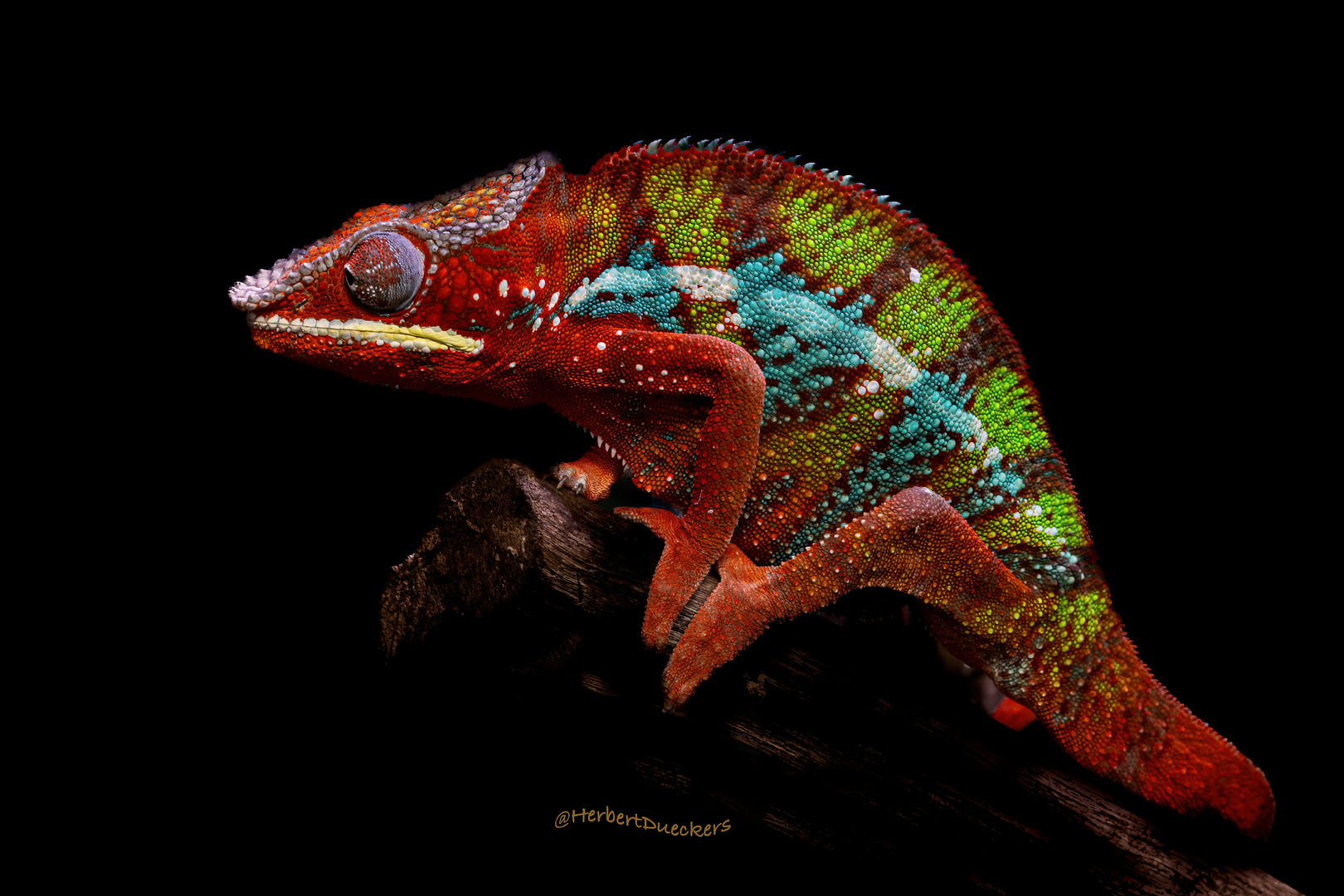 Phantercameleon