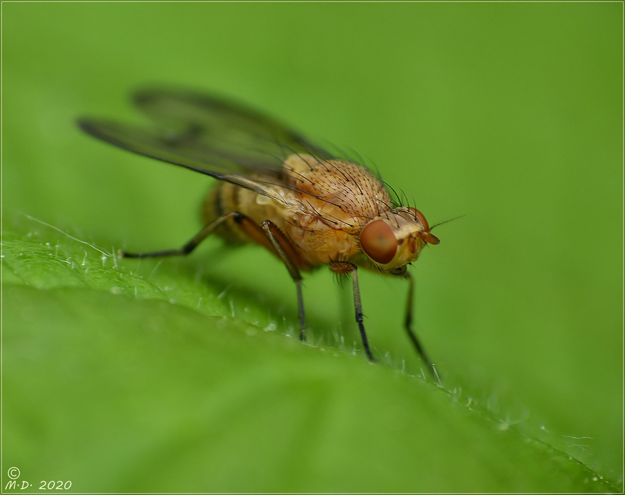 ' Phaonia pallida ' (Helle Hausfliege) ...