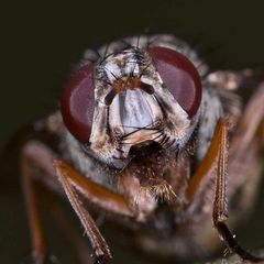 Phaonia tuguriorum (Muscidae)