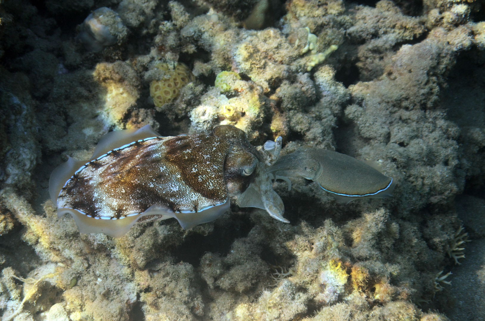 Pharao Sepia (Sepia pharaonis) Adulter mit Nachwuchs. Makadi Bay, südl. Hurghada, Ägypten