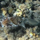 Pharao Sepia (Sepia pharaonis) Adulter mit Nachwuchs. Makadi Bay, südl. Hurghada, Ägypten