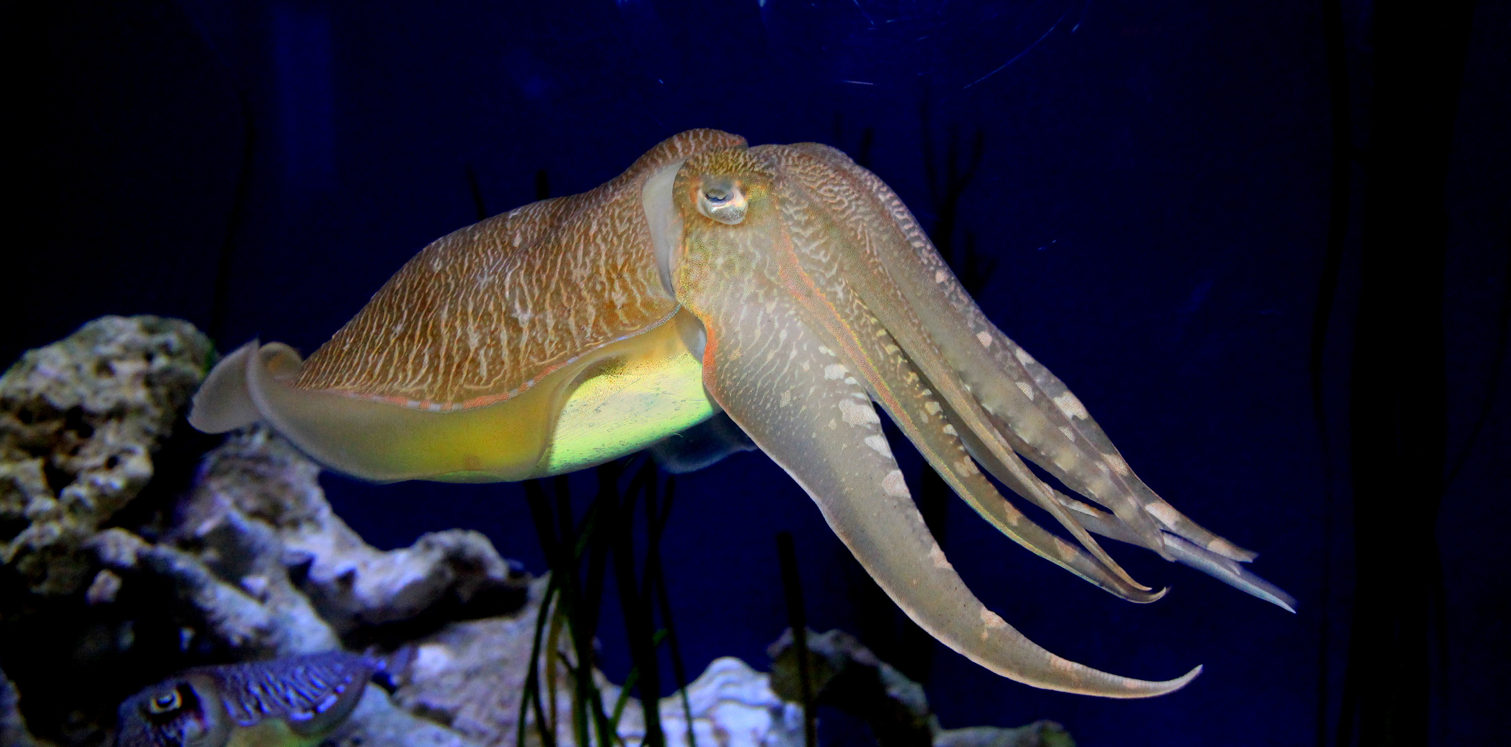 Pharao Tintenfisch Foto & Bild | tiere, zoo, wildpark & falknerei, zoo ... Pharao Tintenfisch Foto & Bild | tiere, zoo, wildpark & falknerei, zoo ...