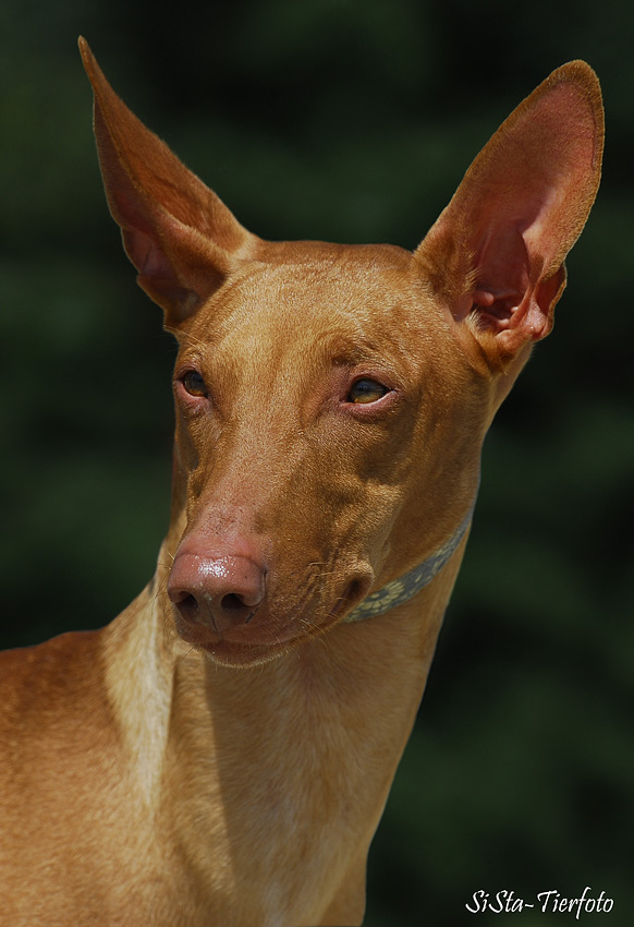 Pharaoh Hound