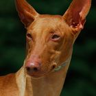 Pharaoh Hound