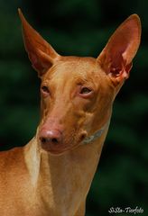 Pharaoh Hound