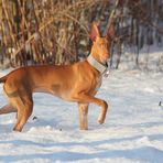 Pharaoh Hound im Schnee