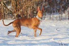 Pharaoh Hound im Schnee