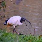 Pharaonenibis (Threskiornis aethiopicus) oder Heilige Ibis genannt