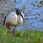 Pharaonenibis (Threskiornis aethiopicus) oder Heilige Ibis genannt