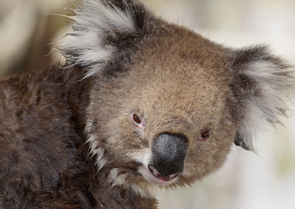 Phascolarctos cinereus victor-Victoria Koala-Nir David 2