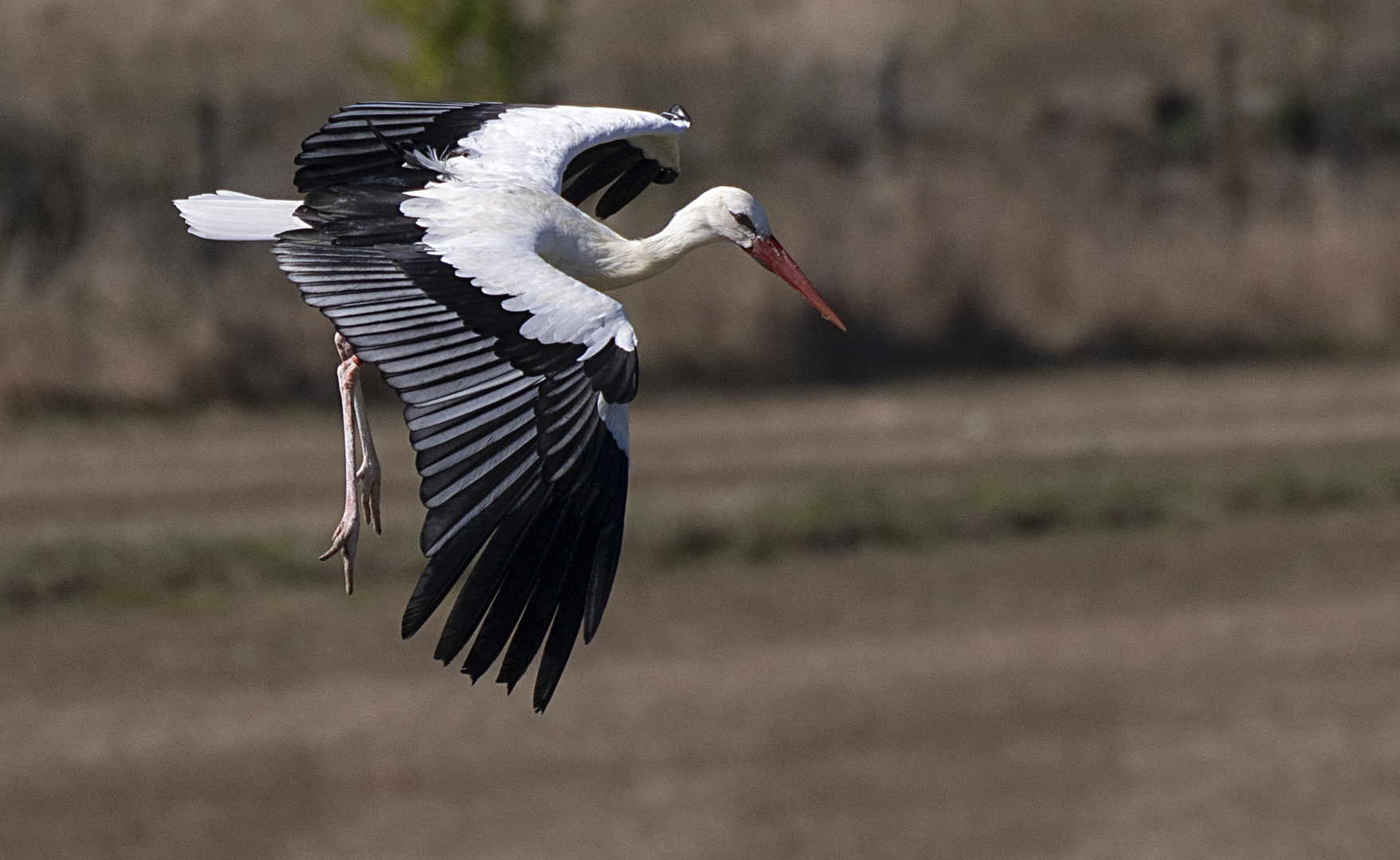 Phase d'atterrissage (Ciconia ciconia, cigogne blanche)