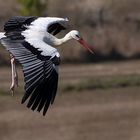 Phase d'atterrissage (Ciconia ciconia, cigogne blanche)