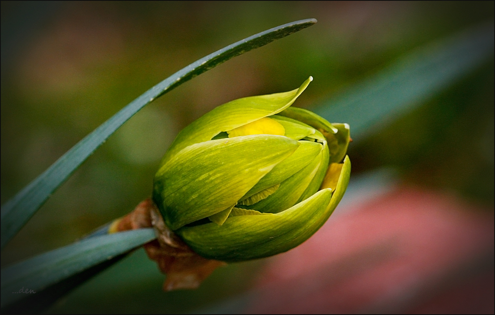 Phase Two, they continue to Bloom......