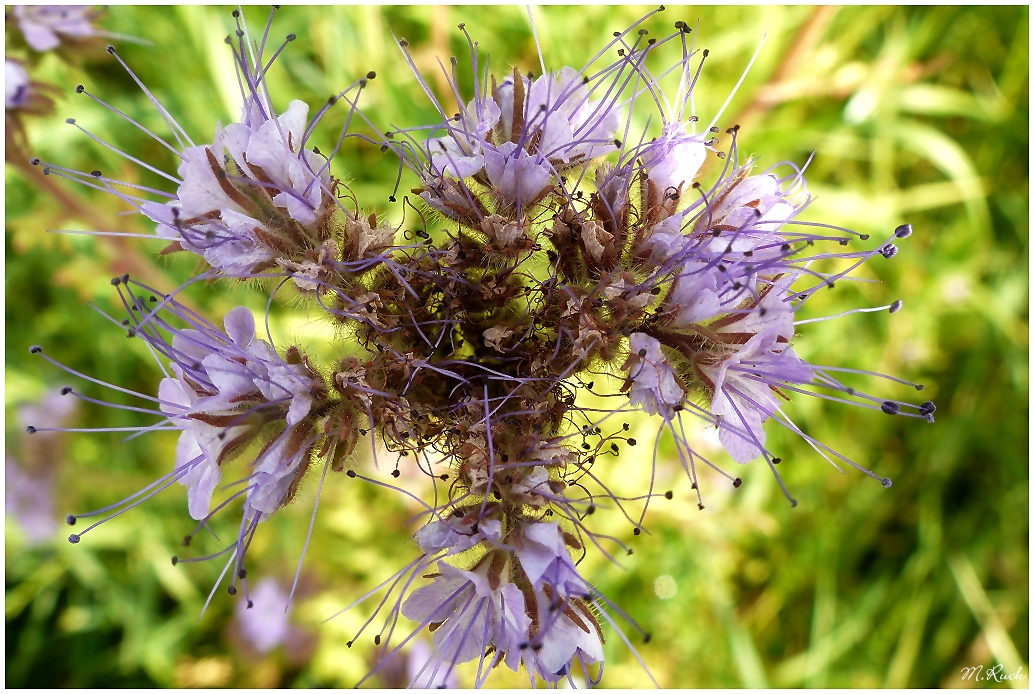 Phaselia Blüte ,