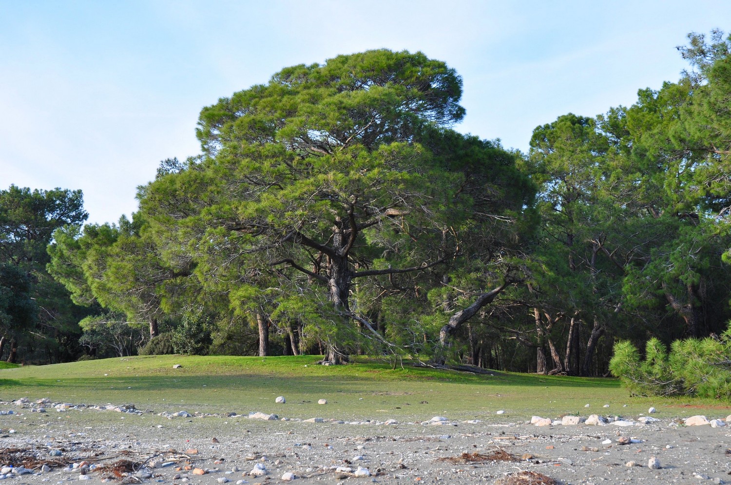 Phaselis/ Turquie