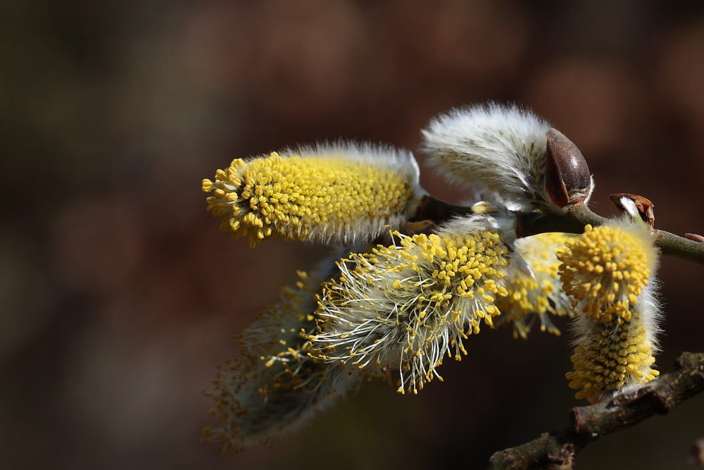 Phasen der Weideblüte, Dettingen an der Erms, Biosphärengebiet