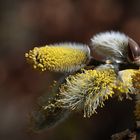 Phasen der Weideblüte, Dettingen an der Erms, Biosphärengebiet