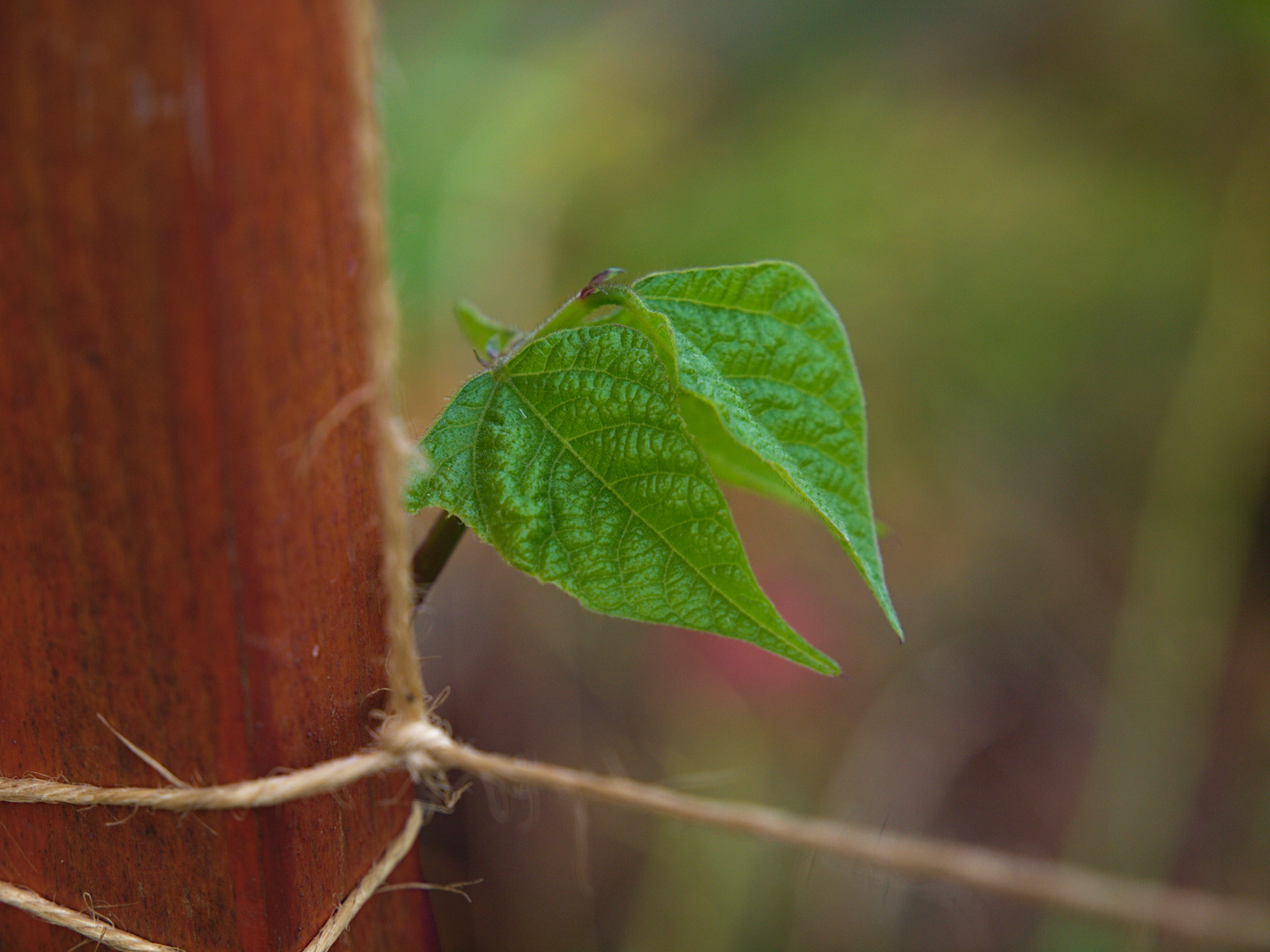 Phaseolus vulgaris