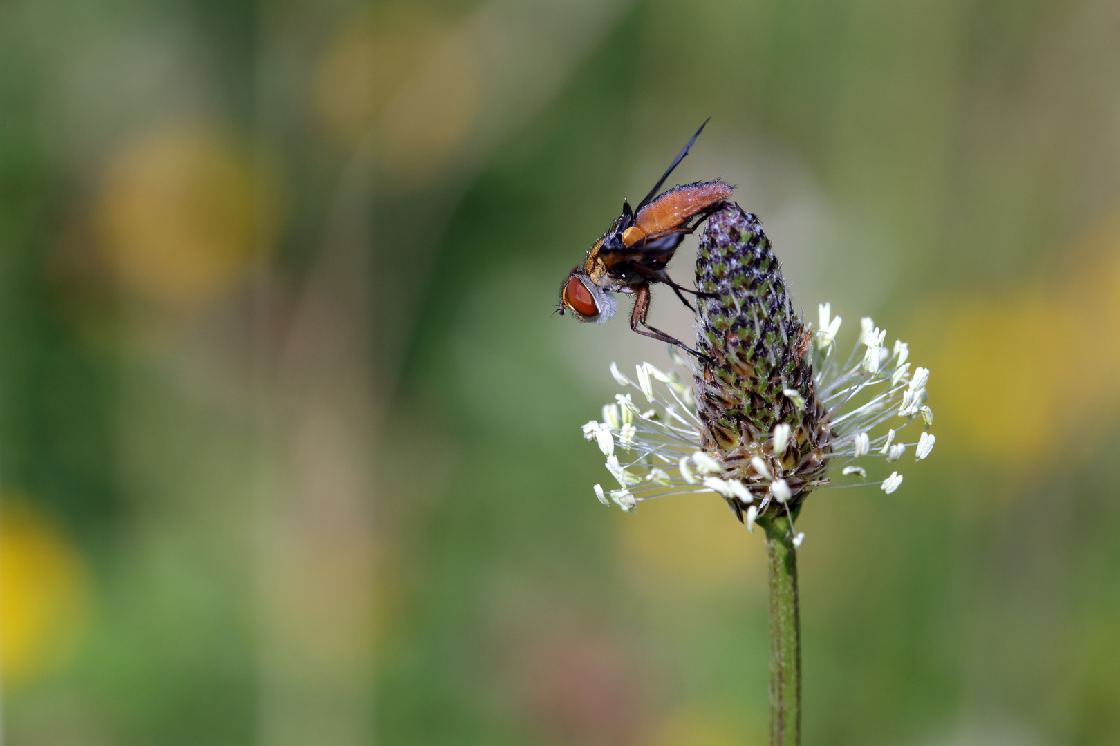 Phasia aurigera