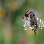 Phasia aurigera