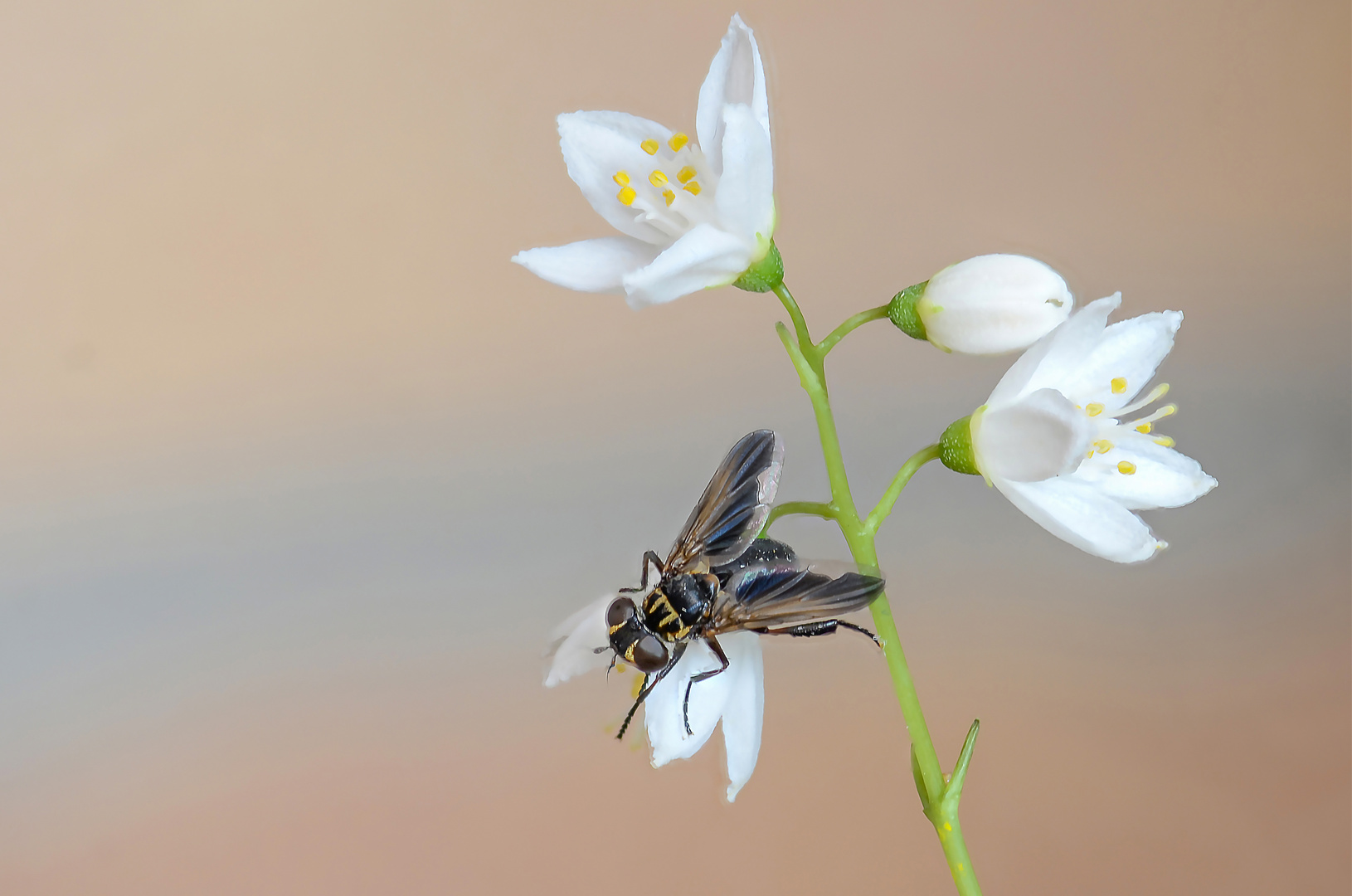 Phasia hemiptera