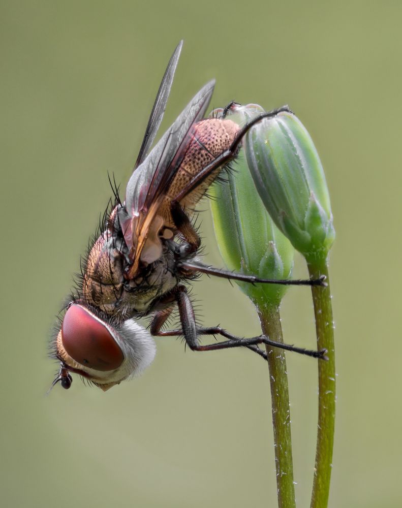 Phasia hemiptera #2