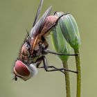 Phasia hemiptera #2