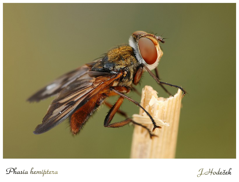 Phasia hemiptera