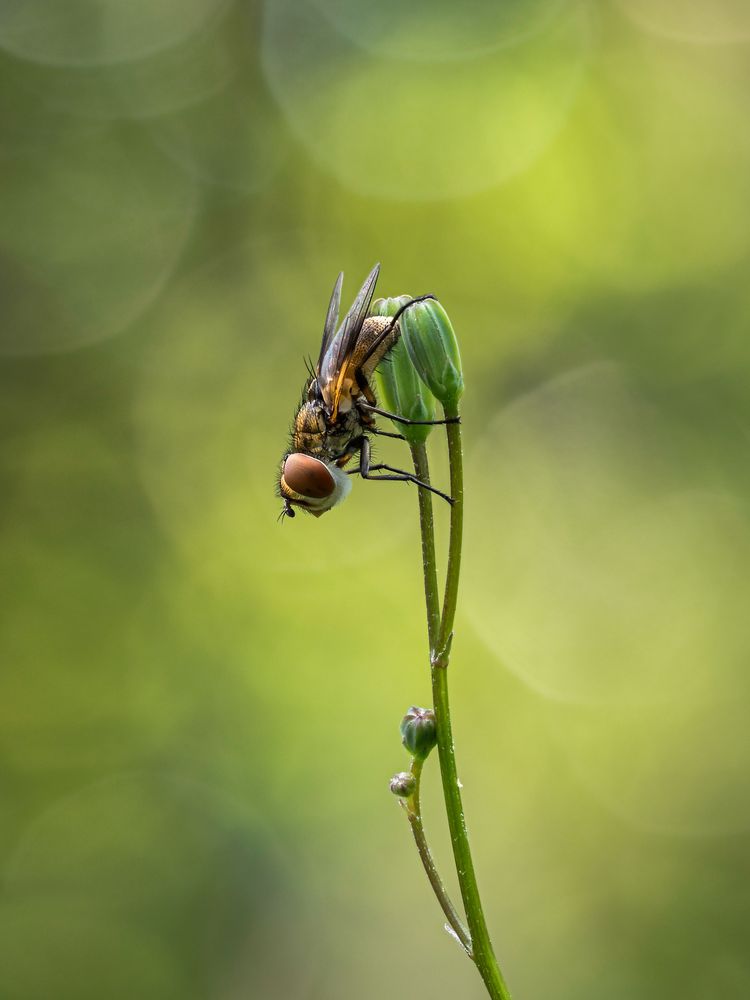 Phasia hemiptera